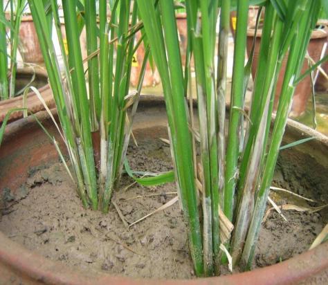 A B Figure 1: A - Symptoms development on rice plants.