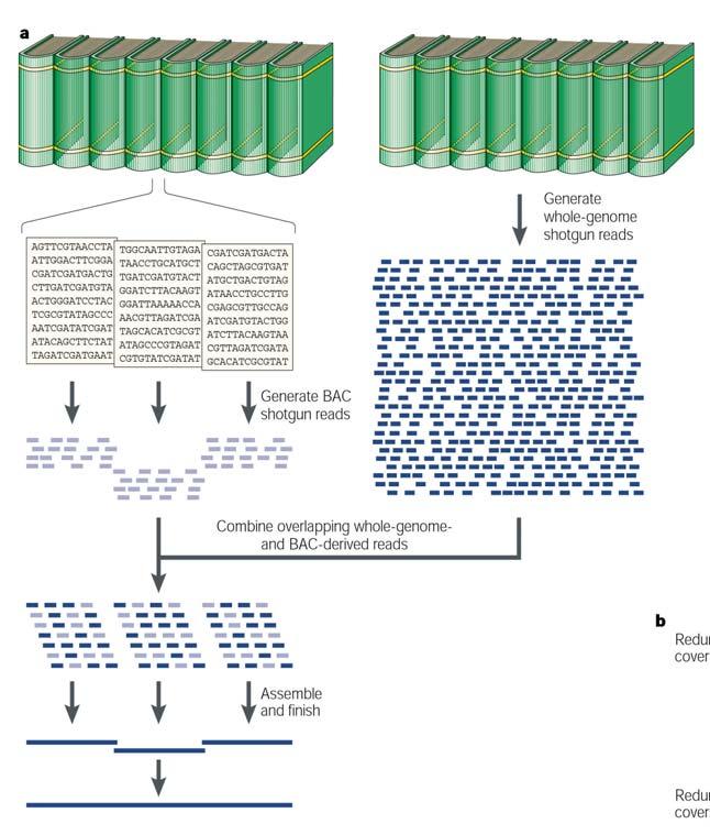 Figure 1. Unraveling of chromosomal information to the individual genes.