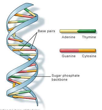 DNA has a spiral staircase-like structure.