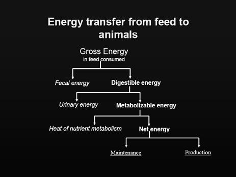 Beef Cattle Energetics Point of Inflection= IM +