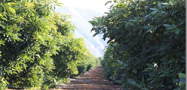 18 STAY IN A COMPETITIVE POSITION Consider the market implications A large customer can purchase on average more than 10% of California s volume in a season If your fruit is not certified there