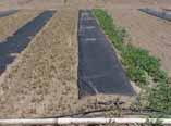 Pre-emergence herbicide Under mulch Row middles only Non-selective herbicide for row middles, hooded or shielded sprayer Cultivation and handweeding Post-emergence broadleaf and/or grass herbicide