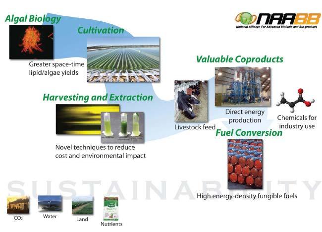 National Alliance for Advanced Biofuels and Bioproducts Project Objective Investigate and integrate multiple approaches to meet the central challenges of feedstock