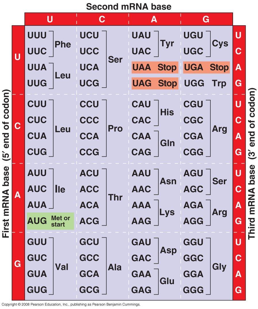 The Genetic Code 64 different codon combinations Redundancy: 1+ codons code for each of 20 AAs Reading