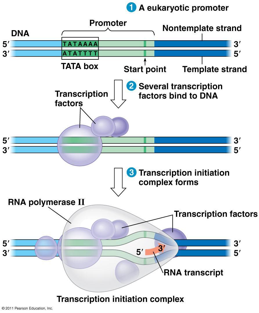 1. Initiation Eukaryotes: TATA box = DNA sequence (TATAAAA) upstream from promoter