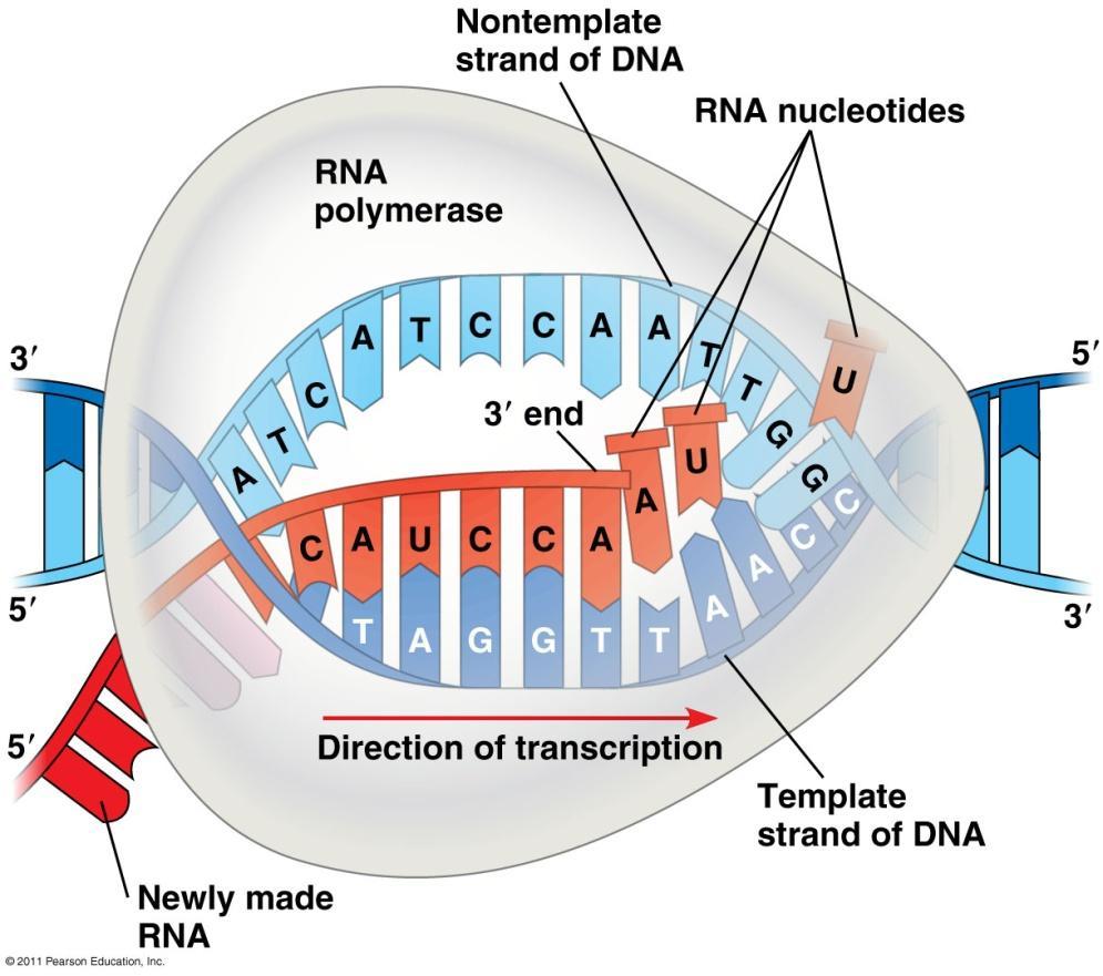 2. Elongation RNA polymerase adds RNA