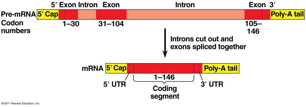RNA Splicing Pre-mRNA has introns (noncoding sequences) and exons