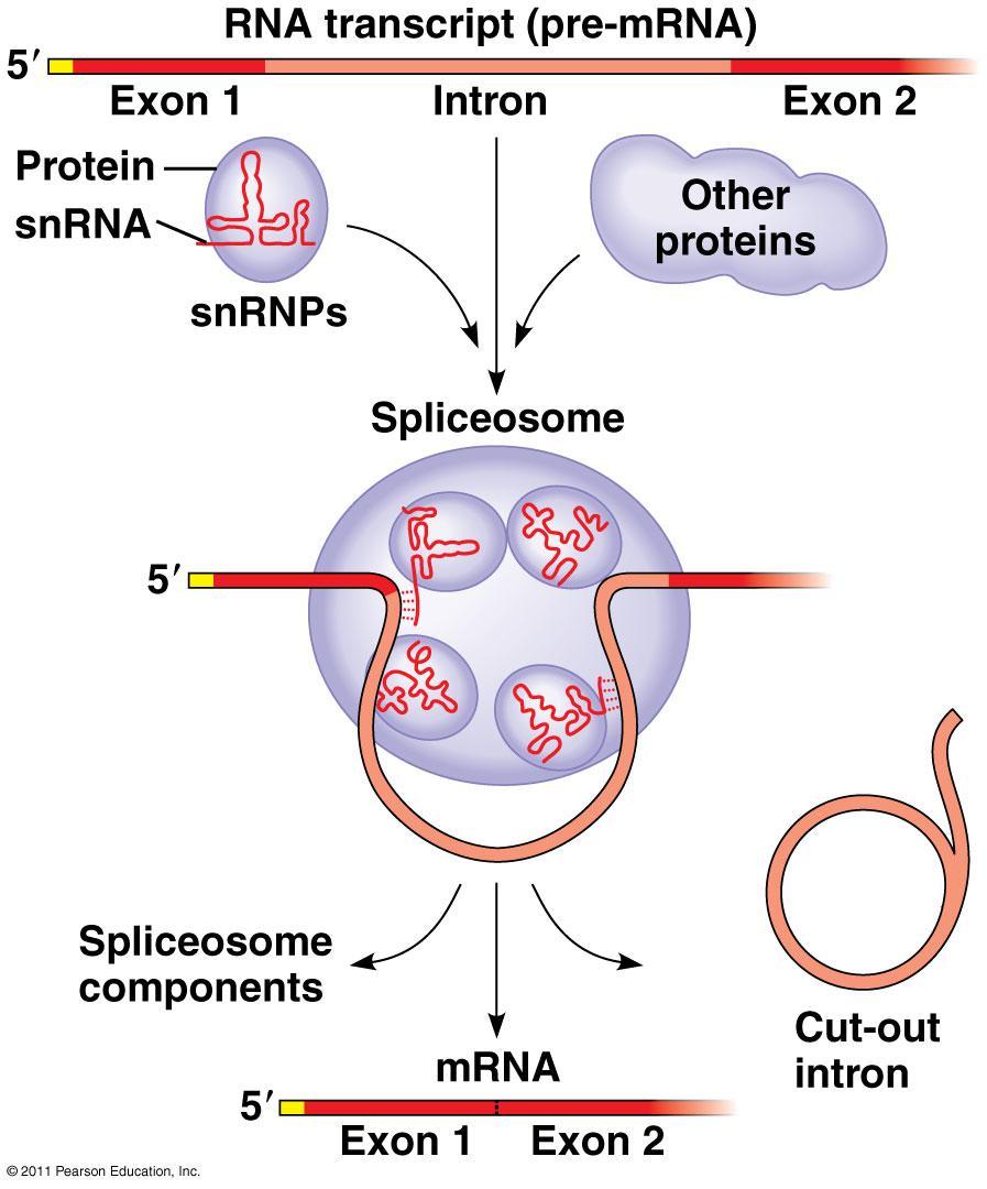 RNA Splicing small nuclear ribonucleoproteins = snrnps snrnp = snrna + protein Pronounced snurps Recognize splice sites snrnps join with