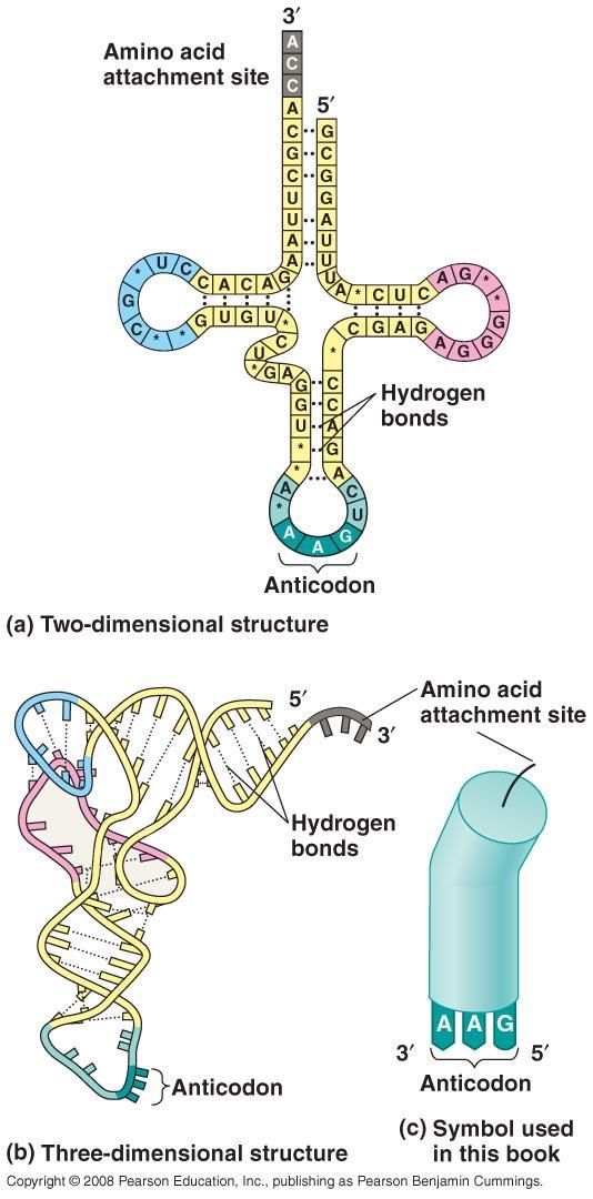 trna Transcribed in nucleus Specific to each amino acid Transfer AA to ribosomes Anticodon: pairs with