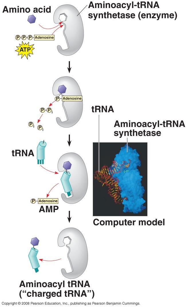 trna Aminoacyl-tRNA-synthetase: enzyme