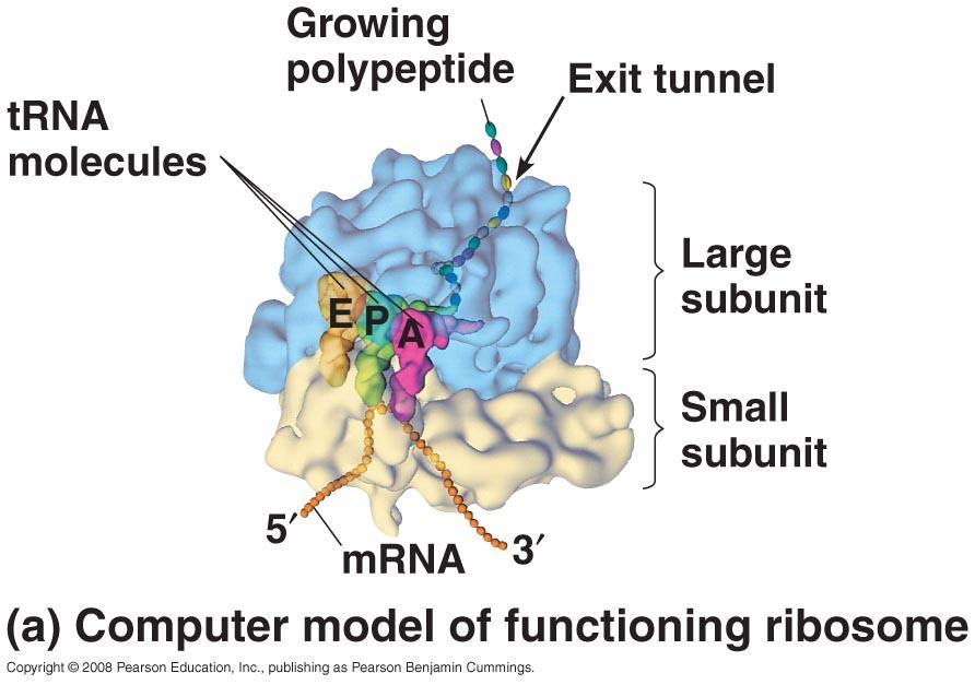 Ribosomes Ribosome = rrna +
