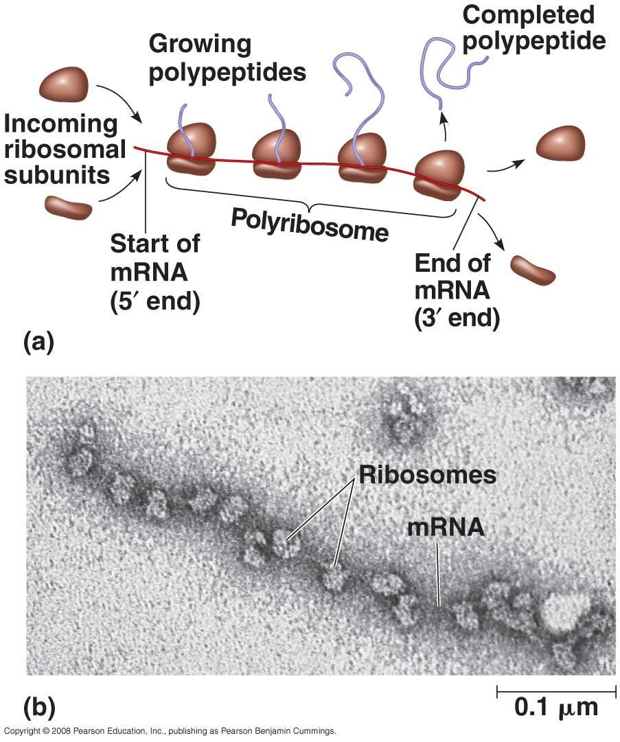 Polyribosomes A single mrna can be