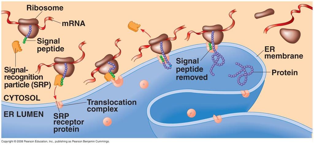 Cellular Zip Codes Signal peptide: 20 AA at leading end of polypeptide