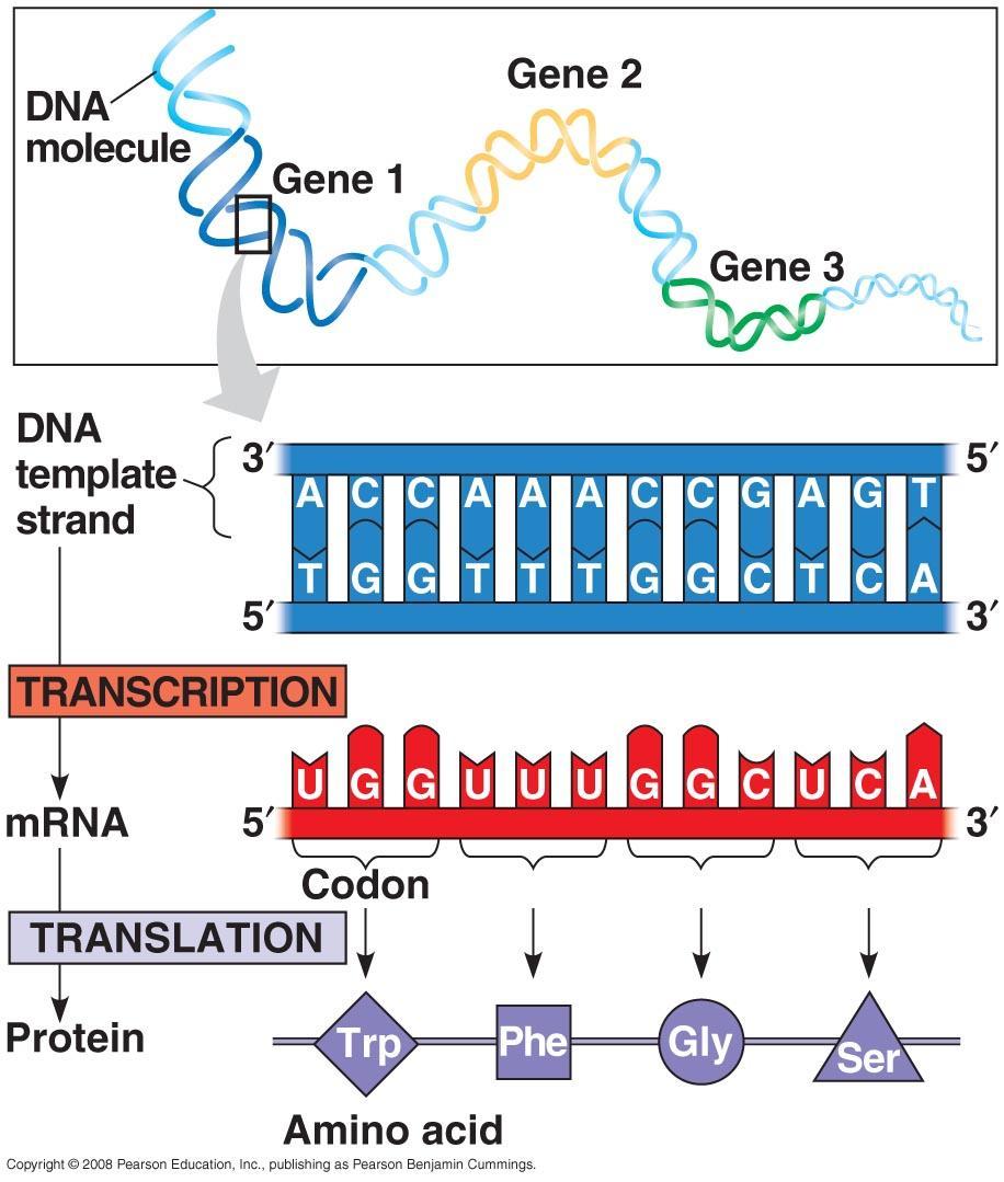 The Genetic Code For each gene, one DNA strand is the template strand mrna (5 3 )