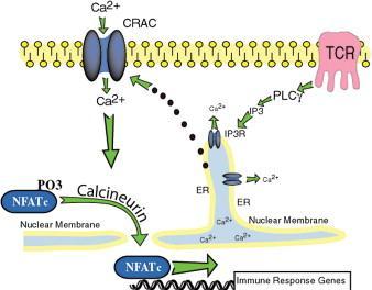 Early Characterization of NFAT Signaling Pathway From: Crabtree and