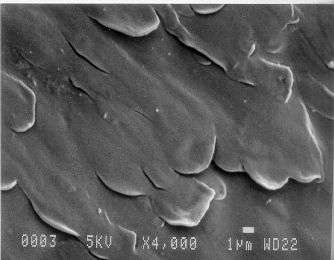 SEM of non-treated PP