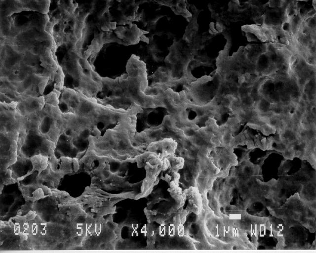 SEM of a copolymer PP/PE after acid etching (2h/80 C) B.