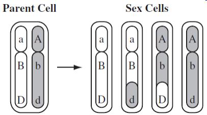 3. The diagram shows the results of meiosis. The parent cell has one pair of chromosomes. The locations of three genes are shown on each chromosome.