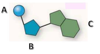 20. In a double-stranded DNA molecule, what would B attach to in the nucleotide below? Retrieved from Georgia Biology by McDougal and Littell a. deoxyribose c. nitrogen base b. phosphate d. ribose 21.
