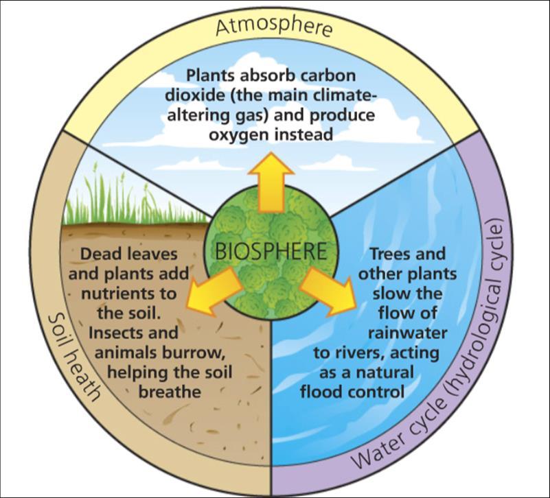 The biosphere or the living organisms that have