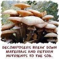 Decomposers: break down dead organisms, feces, leaves and other wastes made by organisms.