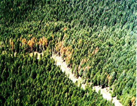 Figure 1 Grand fir killed by the fir engraver during the 1974 outbreak on the Nezperce National Forest in Idaho. Figure 2 Distribution of the fir engraver. 2 severe.