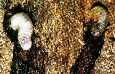 Figure 6 -- Larvae at the end of their galleries beneath the bark of a California red fir.