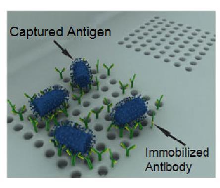 , Metallic Nanohole Arrays on Fluoropolymer Substrates