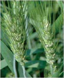 Research Plant Genetics, Breeding and Product Quality development of initial breeding materials with the aim to enhance crop productivity, resistance to biotic and abiotic stresses and nutritional