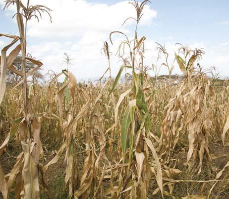 Vuli, Msimu and Masika rains is normal to above normal give a positive crop production outlook for Tanzania.