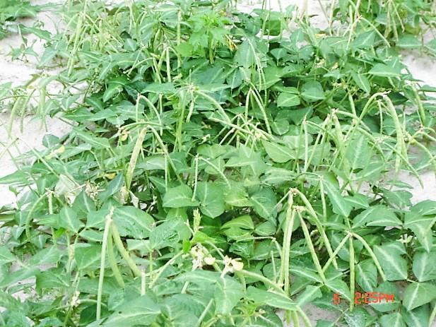 Cowpea was superior because of its multiple edible forms