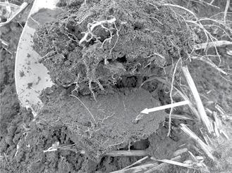 However, with coarser textured soils, the hardpan tends to be weaker and more friable, and may not affect crop production.