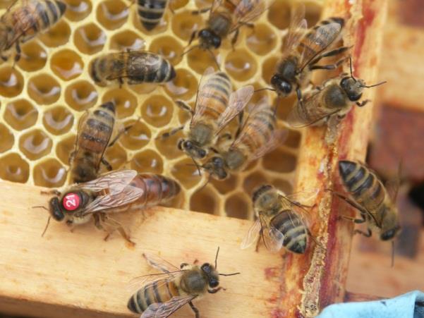 Selecting stocks and queen rearing will be covered in other best practice guidelines. Marking a queen can make her easy to identify and helps beekeepers keep a track of her age.