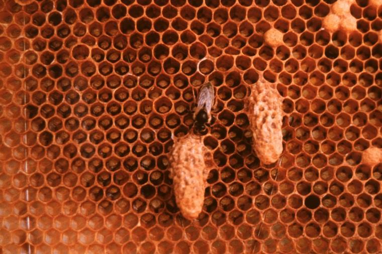 Queen cells that are reared in the middle of the frame in this way are usually emergency queen cells and should not be destroyed.