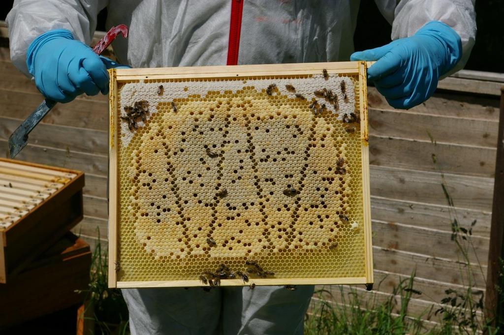 To examine the brood you need to shake the bees off the frames to have a clear view of it. To do this take out the dummy board or the first frame and lean it against the hive close to the entrance.