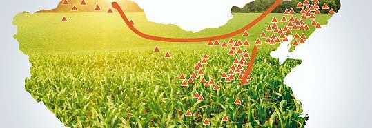 appropriately scale down the areas of non dominant maize production area The