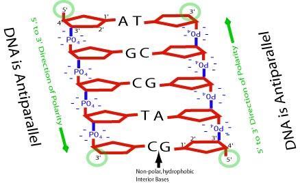 Antiparallel Strands In the double-helix model, the two strands of DNA are antiparallel they run in opposite