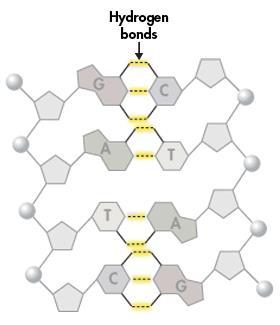 Hydrogen Bonding Watson and Crick discovered that hydrogen bonds could form between