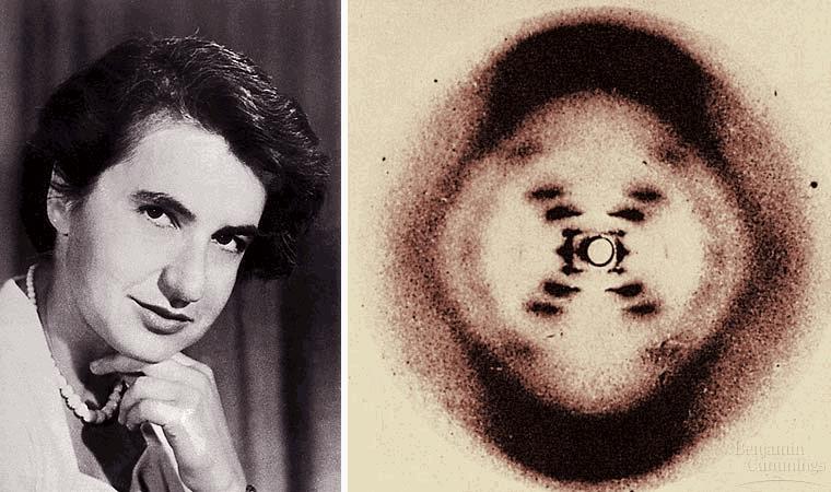 Franklin s X-Rays In the 1950s, British scientist Rosalind Franklin used a technique called X-ray diffraction to get information about the structure of