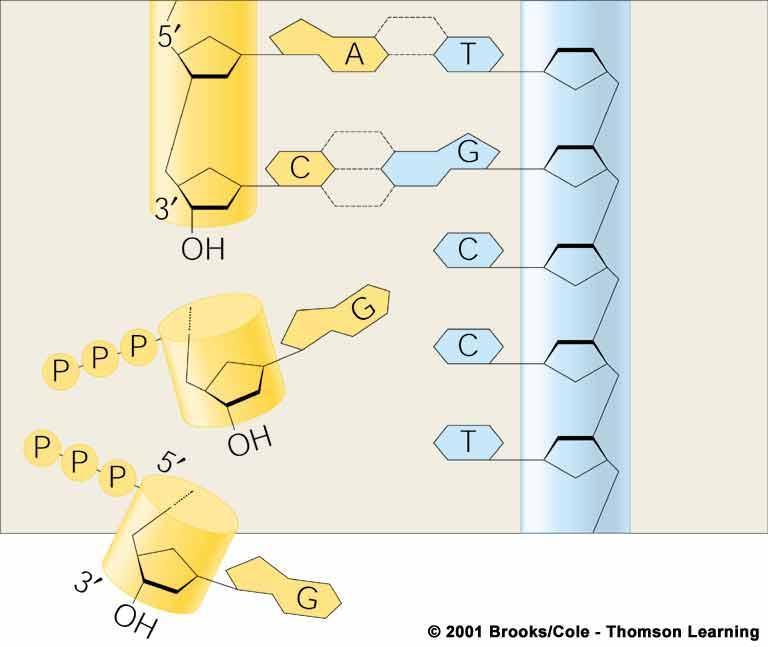 phosphate groups from free nucleotides newly