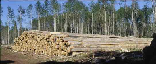 productive timber) Disturbances