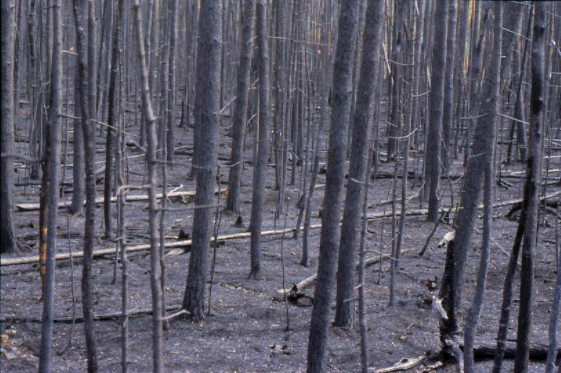 Fire Ecology Boreal forests survive and even thrive in