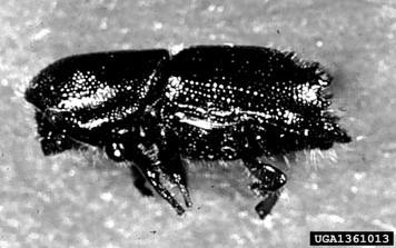 Typical Life Cycle: Adult bark beetles are strong fliers and are highly receptive to scents produced by damaged or stressed host trees as well as communication pheromones produced by other members of