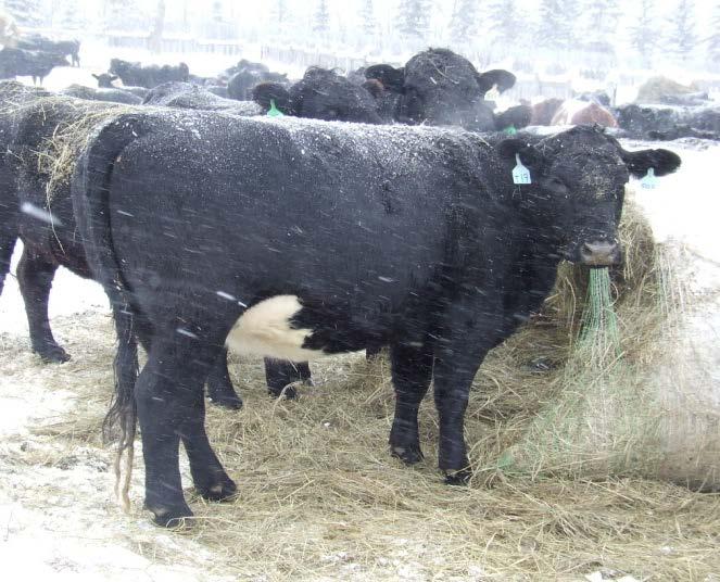 Bred Heifer Management Feed to weigh 85% of expected mature weight at calving and BCS of 5.5-6.
