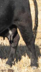 Managing Replacement Cost A. Replacement female Price (low cost heifer dev) B. Cull Cow Value (maximize salvage) C.
