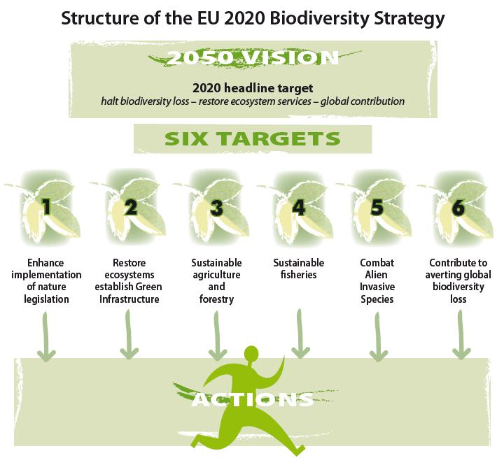 EU Biodiversity Strategy to 2020 2050 VISION European Union biodiversity and the ecosystem services it provides its natural capital are protected, valued and appropriately restored for