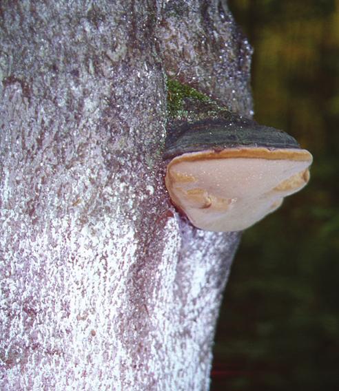 The following signs are good indicators of P. ignarius: Generally hoof-shaped conks associated with a branch stub (photo 1). Punky knots at branch stubs.