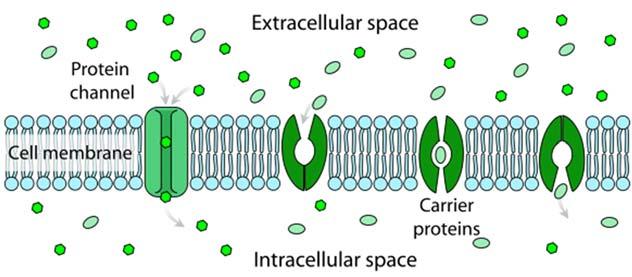The Engage Education Foundation Units 3 and 4 Biology: Free Exam E Question 5a Example diagram below: Source: Wikimedia Commons [2] Correctly drawn and labeled phospholipid bilayer [1] Protein