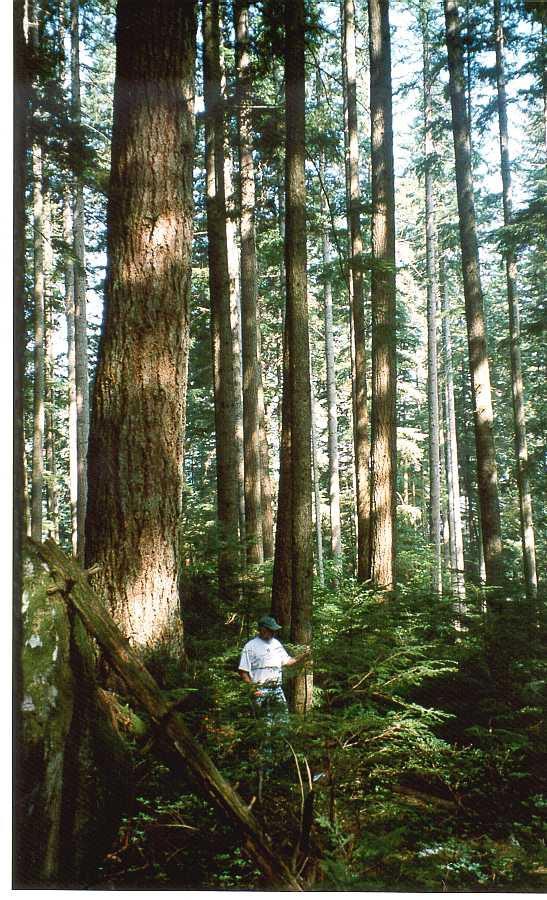 Wide Diversity West, Pacific Ocean Coastal Forests Large trees up to 2