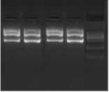 1 2 3 4 L Fig: Agarose gel analysis of plasmid DNA purified with XcelGen Endofree Plasmid mini Kit Lane 1 : puc 18 Lane 2 : pgem Lane 3 : pbr322 Lane 4 : pbluescript II Lane L : 1 kb DNA ladder
